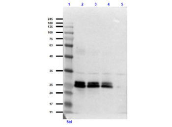 GFP Antibody