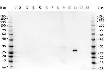 GFP Antibody
