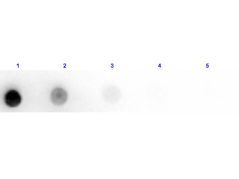 Horse IgM mu chain Antibody Peroxidase Conjugated