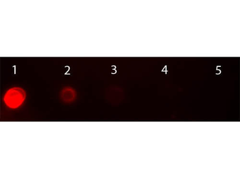 Mouse IgG2a Antibody Texas Red Conjugated Pre-adsorbed