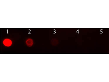 Mouse IgG2b Antibody Texas Red Conjugated Pre-adsorbed