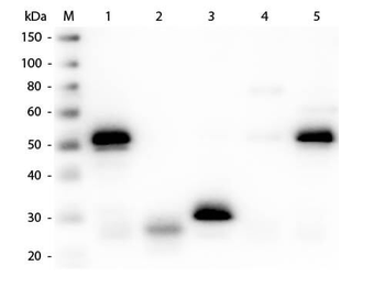 Rabbit IgG (H&L) Antibody Rhodamine Conjugated