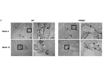 Rabbit IgG (H&L) Antibody Biotin Conjugated