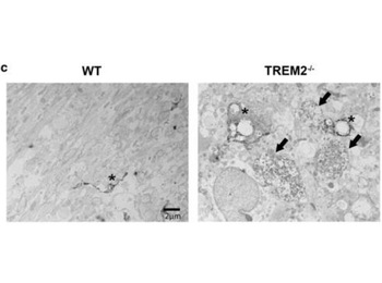 Rabbit IgG (H&L) Antibody Biotin Conjugated