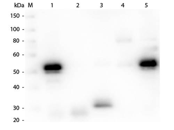 Rabbit IgG (H&L) Antibody Texas Red Conjugated