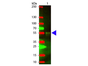Rabbit IgG (H&L) Antibody Texas Red Conjugated