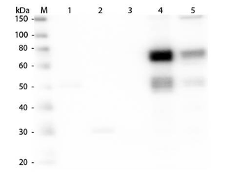 Rat IgM (mu chain) Antibody Biotin Conjugated