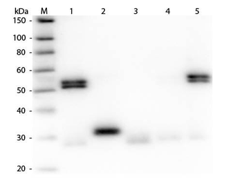 Rat IgG (H&L) Antibody Texas Red Conjugated Pre-Adsorbed