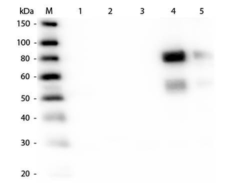 Rat IgM (mu chain) Antibody Alkaline Phosphatase Conjugated