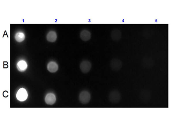 Mouse IgG IgA IgM (H&L) Antibody Fluorescein Conjugated