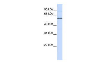 ESRRB Rabbit Polyclonal Antibody