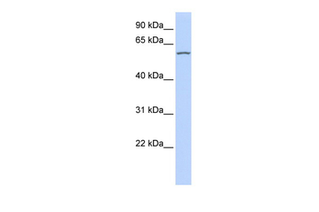 RBPJL Rabbit Polyclonal Antibody