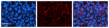 SLC1A4 Rabbit Polyclonal Antibody