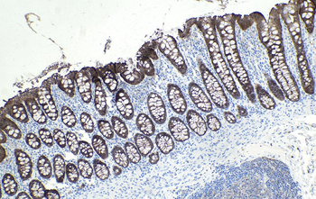 Multi-rAb Polymer HRP-Goat Mouse Recombinant Secondary Antibody (H+L)