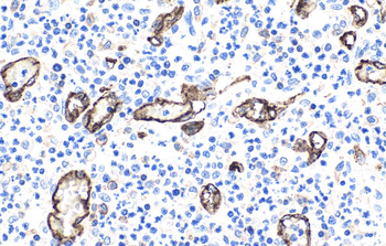 Multi-rAb Polymer HRP-Goat Mouse Recombinant Secondary Antibody (H+L)