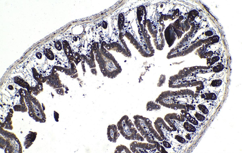 Multi-rAb Polymer HRP-Goat Mouse Recombinant Secondary Antibody (H+L)