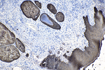 Multi-rAb Polymer HRP-Goat Mouse Recombinant Secondary Antibody (H+L)