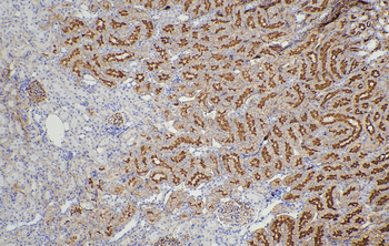 Multi-rAb Polymer HRP-Goat Mouse Recombinant Secondary Antibody (H+L)