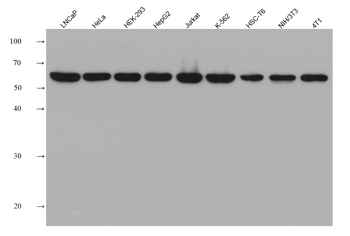 Multi-rAb HRP-Goat Mouse Recombinant Secondary Antibody (H+L)