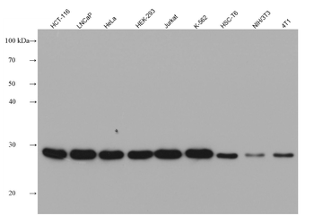 Multi-rAb HRP-Goat Mouse Recombinant Secondary Antibody (H+L)