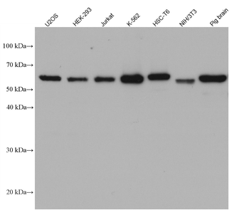 Multi-rAb HRP-Goat Mouse Recombinant Secondary Antibody (H+L)
