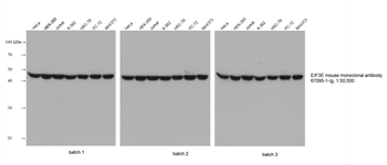 Multi-rAb HRP-Goat Mouse Recombinant Secondary Antibody (H+L)