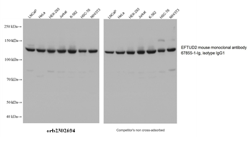 Multi-rAb HRP-Goat Mouse Recombinant Secondary Antibody (H+L)