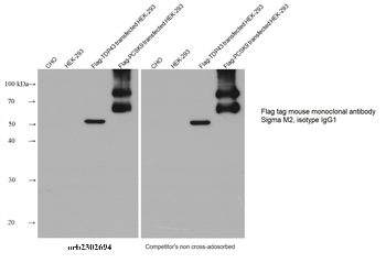 Multi-rAb HRP-Goat Mouse Recombinant Secondary Antibody (H+L)