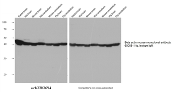 Multi-rAb HRP-Goat Mouse Recombinant Secondary Antibody (H+L)