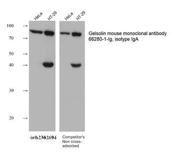 Multi-rAb HRP-Goat Mouse Recombinant Secondary Antibody (H+L)