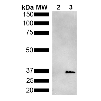 Metallothionein Antibody (HRP)