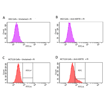 HSP70 Antibody (APC)