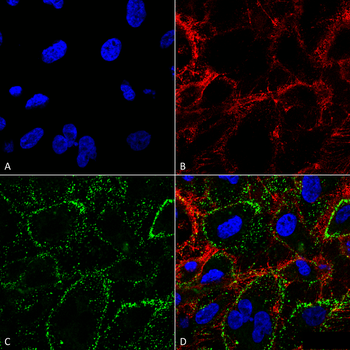 HSP70 Antibody (RPE)