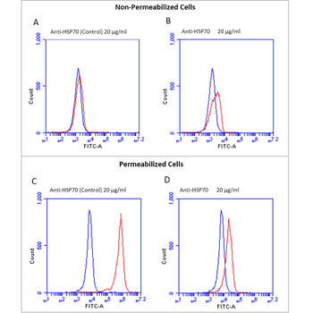 HSP70 Antibody (RPE)