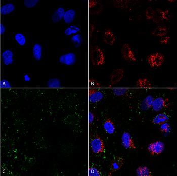 HSP70 Antibody (HRP)