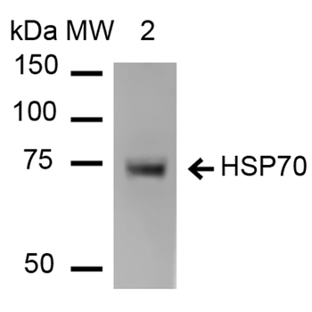 HSP70 Antibody (HRP)