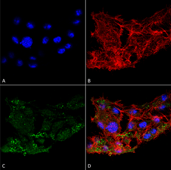 ATG7 Antibody (APC)
