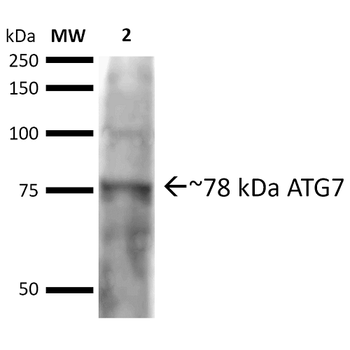 ATG7 Antibody (APC)