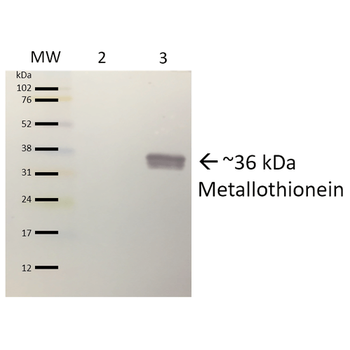 Metallothionein Antibody (FITC)