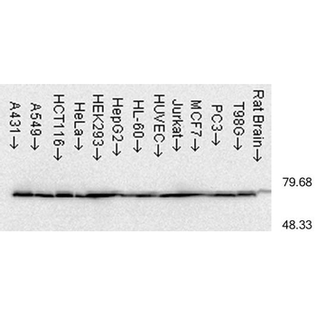HSP70 Antibody (RPE)