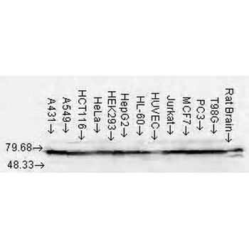 HSP70/HSC70 Antibody (APC)