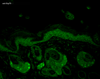 HSP70/HSC70 Antibody (Biotin)