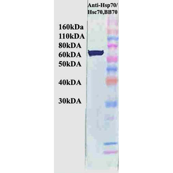 HSP70/HSC70 Antibody (RPE)