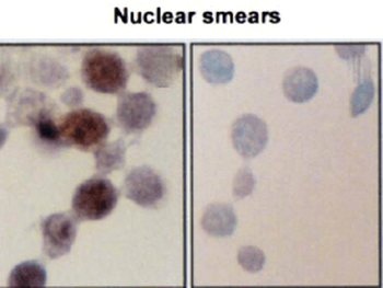 HSP70/HSC70 Antibody (RPE)