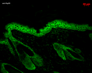 HSP90 Antibody (APC)