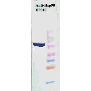 HSP90 Antibody (APC)
