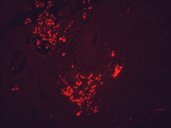 HSP90 Antibody (APC)