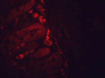 HSP90 Antibody (PerCP)