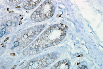 HSP90 Antibody (PerCP)