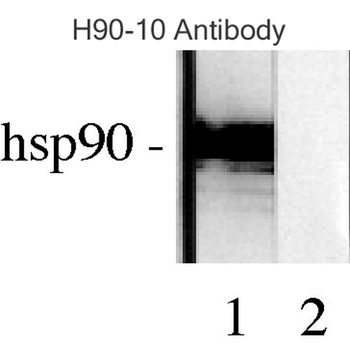 HSP90 Antibody (PerCP)